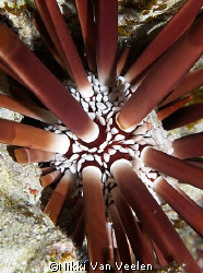 Pencil urchin taken at Ras Umm Sid with E300 and 50mm. by Nikki Van Veelen 